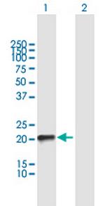 RHOQ Polyclonal Antibody, MaxPab™