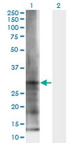 ELA3B Monoclonal Antibody (3H3)