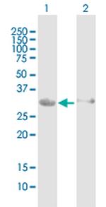 HEY1 Polyclonal Antibody, MaxPab™