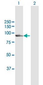 CAPN7 Polyclonal Antibody, MaxPab™