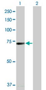 BRD4 Polyclonal Antibody, MaxPab™