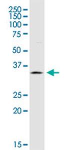 TNFRSF13B Monoclonal Antibody (4G4)