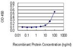 POFUT1 Monoclonal Antibody (3H1)
