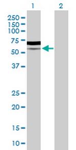 PIK3R5 Polyclonal Antibody, MaxPab™