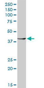 RBM9 Antibody in Western Blot (WB)