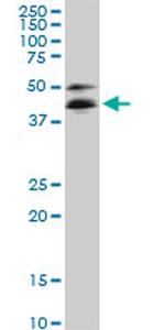 RBM9 Antibody in Western Blot (WB)