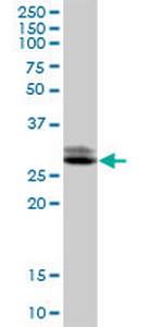 TTC33 Polyclonal Antibody, MaxPab™