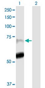 PADI4 Polyclonal Antibody, MaxPab™