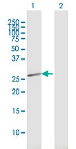 HEBP2 Polyclonal Antibody, MaxPab™