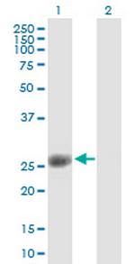 ORC6L Polyclonal Antibody, MaxPab™