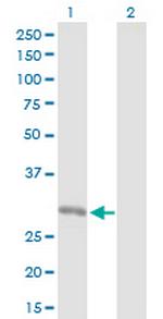 ORC6L Polyclonal Antibody, MaxPab™