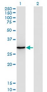 ORC6L Monoclonal Antibody (3C4)