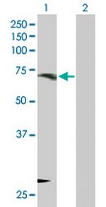 ORC3L Polyclonal Antibody, MaxPab™
