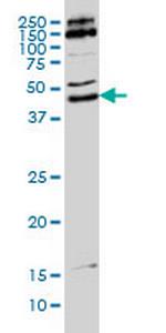 MKRN2 Monoclonal Antibody (5F8)