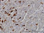 TSSK2 Monoclonal Antibody (1H2)