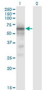 BACE1 Monoclonal Antibody (2C1)