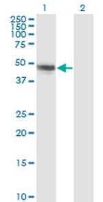 CBLC Monoclonal Antibody (3F10)