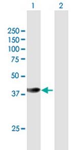 HSPBP1 Polyclonal Antibody, MaxPab™