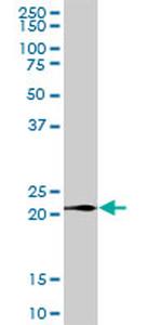 LY96 Antibody in Western Blot (WB)