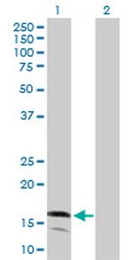 LY96 Polyclonal Antibody, MaxPab™