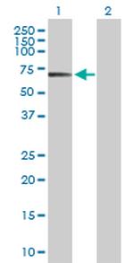 POLA2 Polyclonal Antibody, MaxPab™