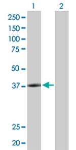 LYPLA3 Polyclonal Antibody, MaxPab™