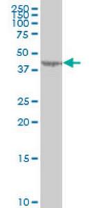 LYPLA3 Monoclonal Antibody (3B11)