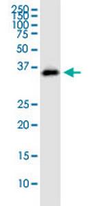 STX12 Polyclonal Antibody, MaxPab™