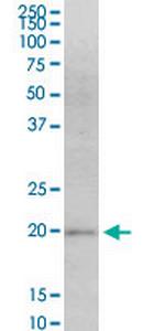 MAFF Monoclonal Antibody (1F8)
