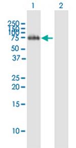 FLRT2 Polyclonal Antibody, MaxPab™