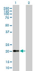 CLDN15 Antibody in Western Blot (WB)