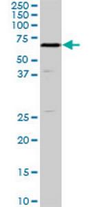 SHC2 Monoclonal Antibody (4A4)