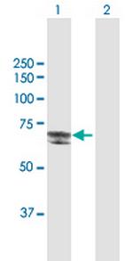 DSTYK Polyclonal Antibody, MaxPab™
