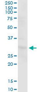 PGLS Polyclonal Antibody, MaxPab™