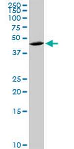QPCT Polyclonal Antibody, MaxPab™