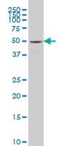 SAMM50 Monoclonal Antibody (2A9)