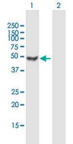 ATXN10 Polyclonal Antibody, MaxPab™