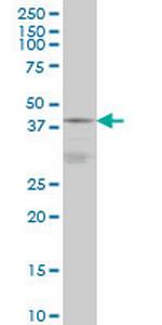 DNAJB5 Antibody in Western Blot (WB)
