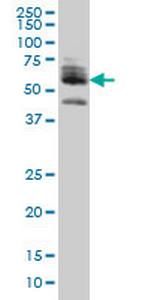 ZNF345 Antibody in Western Blot (WB)