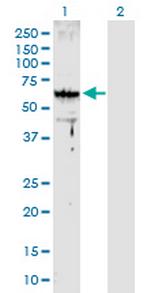 ARMC8 Polyclonal Antibody, MaxPab™