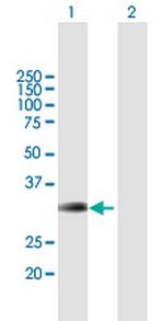 BRMS1 Polyclonal Antibody, MaxPab™