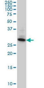 SUMF2 Antibody in Western Blot (WB)