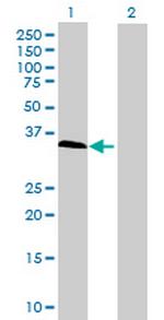 HOM-TES-103 Antibody in Western Blot (WB)