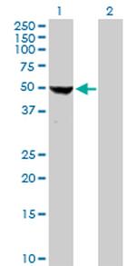 COBRA1 Polyclonal Antibody, MaxPab™