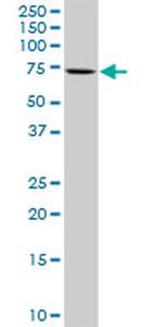 COBRA1 Antibody in Western Blot (WB)