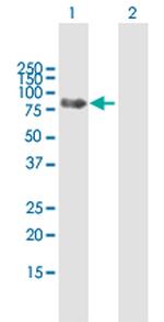 PTPN23 Polyclonal Antibody, MaxPab™