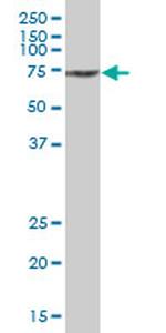 SAMHD1 Antibody in Western Blot (WB)