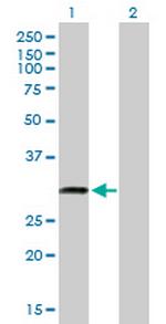 C18orf10 Polyclonal Antibody, MaxPab™
