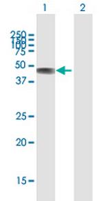 C2CD2 Polyclonal Antibody, MaxPab™
