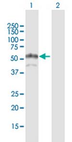 SH2B Antibody in Western Blot (WB)